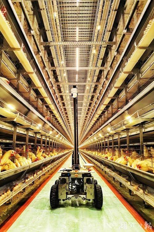 新洲20万羽蛋鸡养殖项目用上了ai高科技